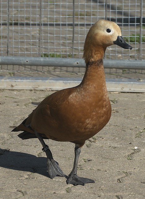 他都憑藉靈